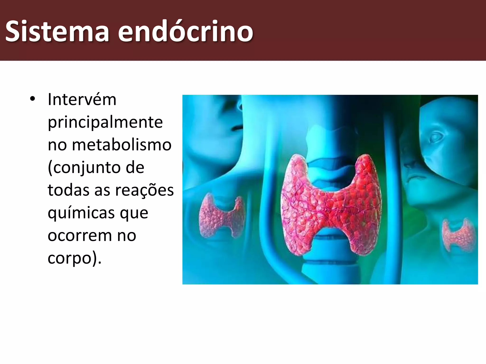 Sistema endócrino
 • Intervém
   principalmente
   no metabolismo
   (conjunto de
   todas as reações
   químicas que
   ocorrem no
   corpo).
 