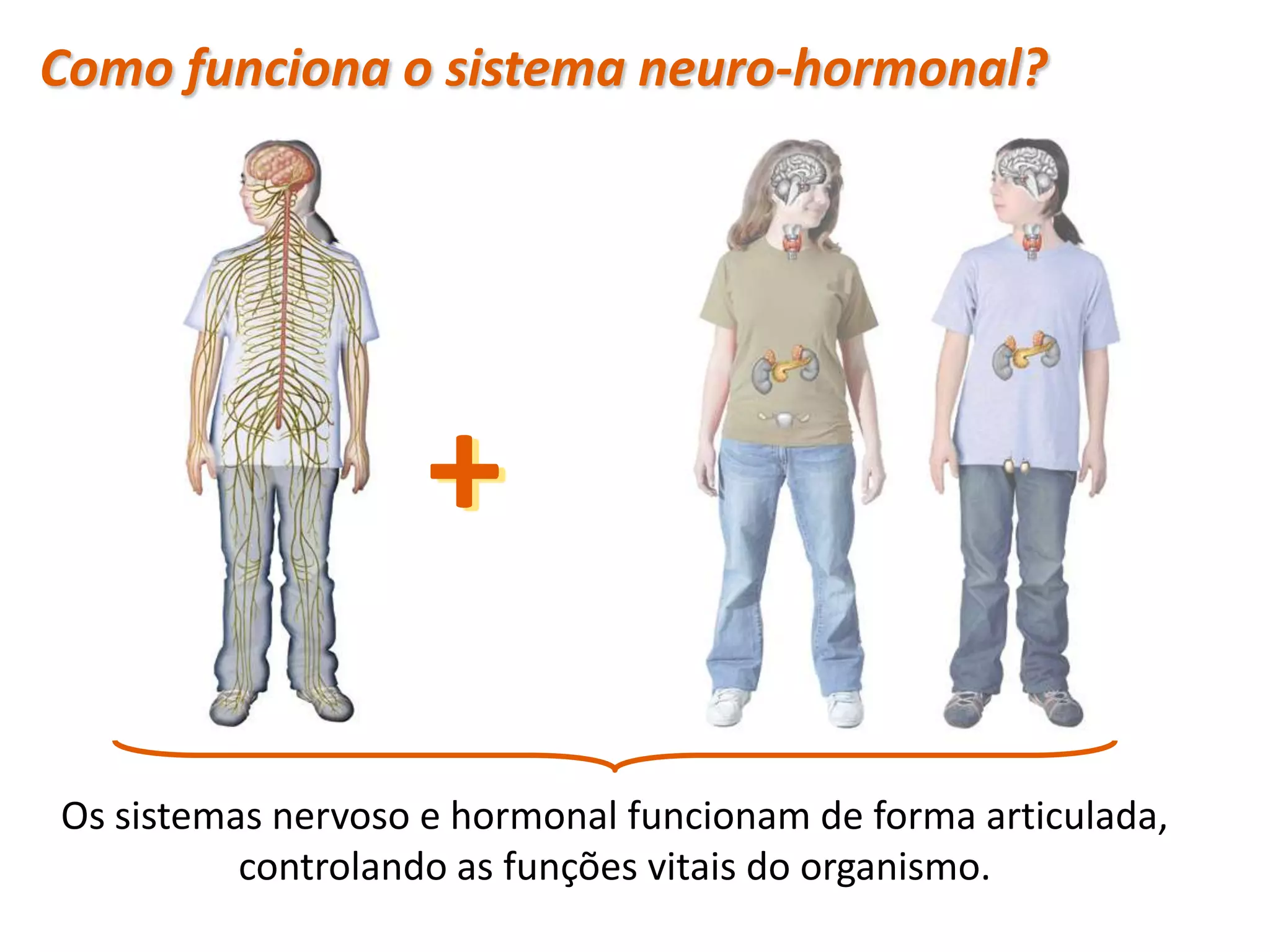 Como funciona o sistema neuro-hormonal?




                           +

Os sistemas nervoso e hormonal funcionam de forma articulada,
          controlando as funções vitais do organismo.
 Planeta Terra — 9.º ano
 