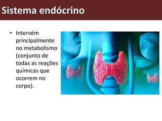 Sistema endócrino
• Intervém
principalmente
no metabolismo
(conjunto de
todas as reações
químicas que
ocorrem no
corpo).