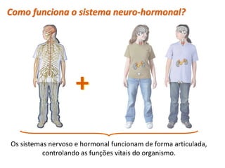 Como funciona o sistema neuro-hormonal?
+
Os sistemas nervoso e hormonal funcionam de forma articulada,
controlando as funções vitais do organismo.
Planeta Terra — 9.º ano