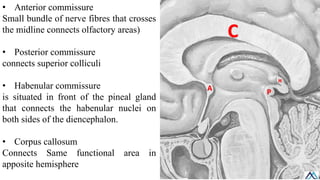 Subcortical White Matter / Subcortical White Matter.pdf