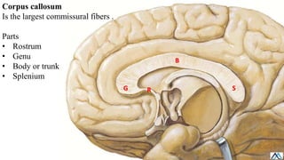 Subcortical White Matter / Subcortical White Matter.pdf