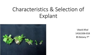Characteristics & Selection of
Explant
Ubaid Afzal
14161506-018
BS Botany 7th
 