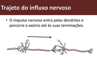 Trajeto do influxo nervoso
 • O impulso nervoso entra pelas dendrites e
   percorre o axónio até às suas terminações.
 