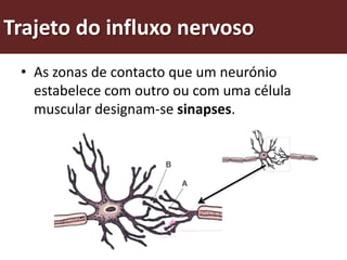 Trajeto do influxo nervoso
 • As zonas de contacto que um neurónio
   estabelece com outro ou com uma célula
   muscular designam-se sinapses.
 