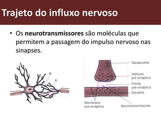 Trajeto do influxo nervoso
 • Os neurotransmissores são moléculas que
   permitem a passagem do impulso nervoso nas
   sinapses.
 