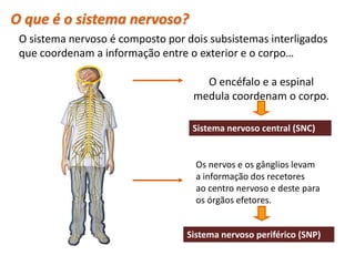 O que é o sistema nervoso?
 O sistema nervoso é composto por dois subsistemas interligados
 que coordenam a informação entre o exterior e o corpo…

                                      O encéfalo e a espinal
                                    medula coordenam o corpo.

                                   Sistema nervoso central (SNC)


                                    Os nervos e os gânglios levam
                                    a informação dos recetores
                                    ao centro nervoso e deste para
                                    os órgãos efetores.


                                  Sistema nervoso periférico (SNP)
 