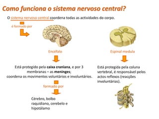 Como funciona o sistema nervoso central?
 O sistema nervoso central coordena todas as actividades do corpo.

   é formado por




                         Encéfalo                              Espinal medula


     Está protegido pela caixa craniana, e por 3       Está protegida pela coluna
             membranas – as meninges;                  vertebral, é responsável pelos
 coordena os movimentos voluntários e involuntários.   actos reflexos (reacções
                                                       involuntárias).
                      formado por


               Cérebro, bolbo
               raquidiano, cerebelo e
               hipotálamo
 