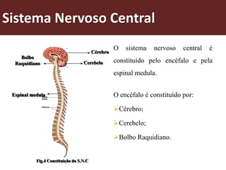 Sistema Nervoso Central

                                         Cérebro
                                                   O   sistema   nervoso    central   é
    Bolbo
  Raquidiano                       Cerebelo        constituído pelo encéfalo e pela
                                                   espinal medula.


 Espinal medula                                    O encéfalo é constituído por:

                                                   Cérebro;

                                                   Cerebelo;

                                                   Bolbo Raquidiano.


           Fig.4 Constituição do S.N.C
 