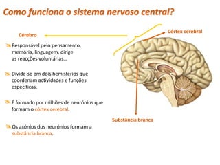 Como funciona o sistema nervoso central?
                                                               Córtex cerebral
      Cérebro
 Responsável pelo pensamento,
  memória, linguagem, dirige
  as reacções voluntárias…

 Divide-se em dois hemisférios que
  coordenam actividades e funções
  específicas.

 É formado por milhões de neurónios que
  formam o córtex cerebral.
                                           Substância branca
 Os axónios dos neurónios formam a
   substância branca.



  Planeta Terra — 9.º ano
 