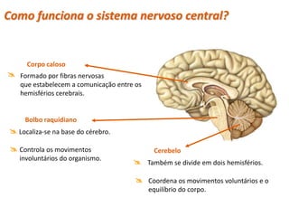 Como funciona o sistema nervoso central?


      Corpo caloso
 Formado por fibras nervosas
    que estabelecem a comunicação entre os
    hemisférios cerebrais.


      Bolbo raquidiano
  Localiza-se na base do cérebro.

  Controla os movimentos                     Cerebelo
    involuntários do organismo.
                                        Também se divide em dois hemisférios.

                                         Coordena os movimentos voluntários e o
                                             equilíbrio do corpo.
 
