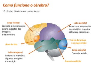 Como funciona o cérebro?
 O cérebro divide-se em quatro lobos:



     Lobo frontal                               Lobo parietal
Controla o movimento e                     Processa a informação
alguns aspectos das                        dos sentidos e realiza
emoções                                    cálculos e raciocínios
e da memória

                                             Área da leitura
                                             e compreensão
   Área da fala

                                              Lobo occipital
      Lobo temporal                           Controla a visão
   Controla a memória,
   algumas emoções
   e a audição                          Área da audição


  Planeta Terra — 9.º ano
 