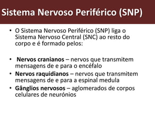 Sistema Nervoso Periférico (SNP)
 • O Sistema Nervoso Periférico (SNP) liga o
   Sistema Nervoso Central (SNC) ao resto do
   corpo e é formado pelos:

 • Nervos cranianos – nervos que transmitem
   mensagens de e para o encéfalo
 • Nervos raquidianos – nervos que transmitem
   mensagens de e para a espinal medula
 • Gânglios nervosos – aglomerados de corpos
   celulares de neurónios
 