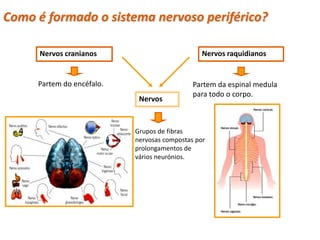 Como é formado o sistema nervoso periférico?

          Nervos cranianos                           Nervos raquidianos


          Partem do encéfalo.                     Partem da espinal medula
                                                  para todo o corpo.
                                 Nervos



                                Grupos de fibras
                                nervosas compostas por
                                prolongamentos de
                                vários neurónios.




  Planeta Terra — 9.º ano
 