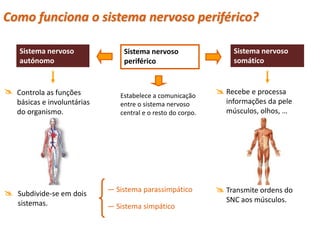 Como funciona o sistema nervoso periférico?

    Sistema nervoso              Sistema nervoso                  Sistema nervoso
    autónomo                     periférico                       somático


 Controla as funções           Estabelece a comunicação
                                                               Recebe e processa
   básicas e involuntárias      entre o sistema nervoso         informações da pele
   do organismo.                central e o resto do corpo.     músculos, olhos, …




 Subdivide-se em dois       — Sistema parassimpático          Transmite ordens do
   sistemas.                                                    SNC aos músculos.
                             — Sistema simpático
 
