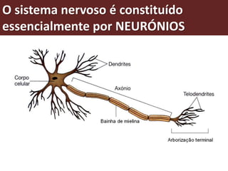 O sistema nervoso é constituído
essencialmente por NEURÓNIOS
 