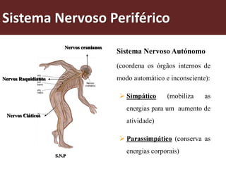 Sistema Nervoso Periférico
                         Nervos cranianos
                                            Sistema Nervoso Autónomo
                                            (coordena os órgãos internos de
Nervos Raquidianos                          modo automático e inconsciente):

                                             Simpático      (mobiliza    as
                                               energias para um aumento de
 Nervos Ciáticos
                                               atividade)

                                             Parassimpático (conserva as
                                               energias corporais)
                     S.N.P
 