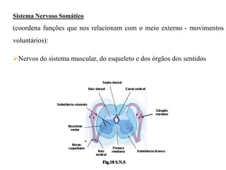 Sistema Nervoso Somático
(coordena funções que nos relacionam com o meio externo - movimentos
voluntários):

Nervos do sistema muscular, do esqueleto e dos órgãos dos sentidos




                               Fig.10 S.N.S
 