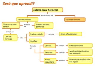 Será que aprendi?
                                          Sistema neuro-hormonal

                                                     é constituído por

                  Sistema nervoso                                                    Sistema hormonal

Sistema nervoso           divide-se             Sistema nervoso
central                   em                    periférico

  formado por
                                      Espinal medula           controla     Actos reflexos inatos
 Centros
                    são
 nervosos
                                      Encéfalo

                                      formado             Cérebro         controla      Actos voluntários
                                      por

                                                                                         Movimentos voluntários
                                                          Cerebelo        controla
                                                                                         dos membros


                                                          Bolbo                          Movimentos involuntários
                                                                          controla
                                                          raquidiano                     dos órgãos
 