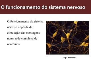 O funcionamento do sistema nervoso

  O funcionamento do sistema
  nervoso depende da
  circulação das mensagens
  numa rede complexa de
  neurónios.



                               Fig.1 Neurónios
 