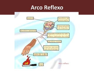 Arco Reflexo
 
