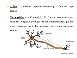 – Axónio - conduz os impulsos nervosos para fora do corpo
  celular.

– Corpo celular - contém o núcleo da célula, sendo uma das suas
  principais funções a produção de neurotransmissores, que são
  armazenados nas vesículas secretoras nas extremidades dos
  axónios.
 