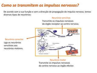 Como se transmitem os impulsos nervosos?
 De acordo com a sua função e com a direcção de propagação do impulso nervoso, temos
 diversos tipos de neurónios:
                                                Neurónio sensitivo
                                      Transmite os impulsos nervosos
                                      do órgão receptor ao centro nervoso.




  Neurónio conector
 Liga os neurónios
 sensitivos aos
 neurónios motores.



                                             Neurónio motor
                                  Transmite os impulsos nervosos
                                  do centro nervoso ao órgão efector.
  Planeta Terra — 9.º ano
 