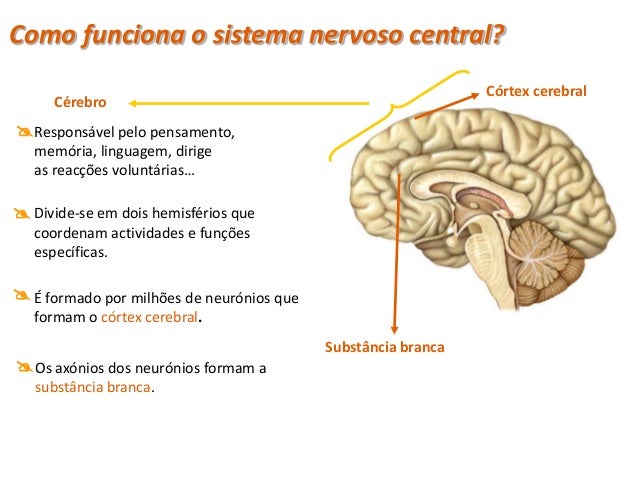Forex sistema binario
