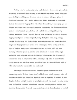 Harrod 3
As I step out of my car the moist, earthy smell of saturated forestry wafts up to my brain.
Scrutinizing the proximate plants enclosing the path, I identify the classics: maples, oaks, ashes,
pines. Looking toward the ground for mosses such as the miniature jade-green spheres of
Polytrichum juniperum, I spot a familiar trifoliate form. Instinct admonishes me to step back.
Curiosity draws me near. Stepping off the trail and into the underbrush, I screw up my eyes near
the plant, which I now notice has several companions in propinquity. The three leaves of the tiny
plant are a matte luna-moth-green, hairless, with a reddish stem… with petioles growing
opposite, not alternate. This is a baby box elder—as are its surrounding kin—and not the glossy,
coppery-colored poison ivy I had anticipated greeting. Both plants, while young, strongly
resemble the other due to their similar trifoliate leaves with the central leaf toothed along both
margins and the peripheral leaves toothed on the outer margins. But the seedling of the Box
Elder, or Manitoba Maple, grows leaf petioles across from each other, rather than in an
alternating pattern like poison ivy. Another subtle distinction to be made is that the maple
seedling has a long red petiole, which as the plant ages will sprout more than the poison ivy’s
standard three leaves to carry multiple leaflets; poison ivy is only red at the node where the
petiole meets the stem and always sprouts sets of three leaves. My skin could breathe a sigh of
relief as the threat of an uncomfortable rash is alleviated.
Poison ivy (Toxicodendron radicans), doubtlessly present somewhere else in the
undergrowth, receives the brunt of many hikers’ and landowners’ hatred. Its potency paired with
the ability to colonize even marginalized forests has led to the application of herbicides to deter
the plant. Its forms are highly variable—a ground plant, a woody vine, a shrub—revealing a wide
range of adaptations to dynamic environmental conditions. Because plants are immobile, they
cannot flee from predation. As a result many species have evolved chemical defenses to ward off
 