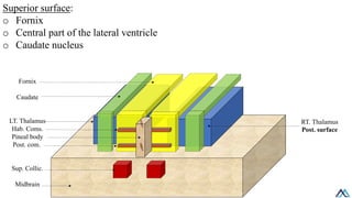 Subcortical Gray Matter / Subcortical Gray Matter.pdf