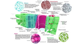 01a- Different tissue systems of primary and secondary body.pptx