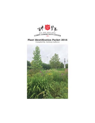 Plant Identiﬁcation Packet 2016
Compiled By: Anthony LaRocca
 
