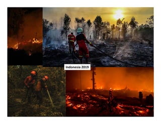 FIRE IN THE TROPICS: Understanding, foreseeing and acting on future fire risk in tropical landscapes 