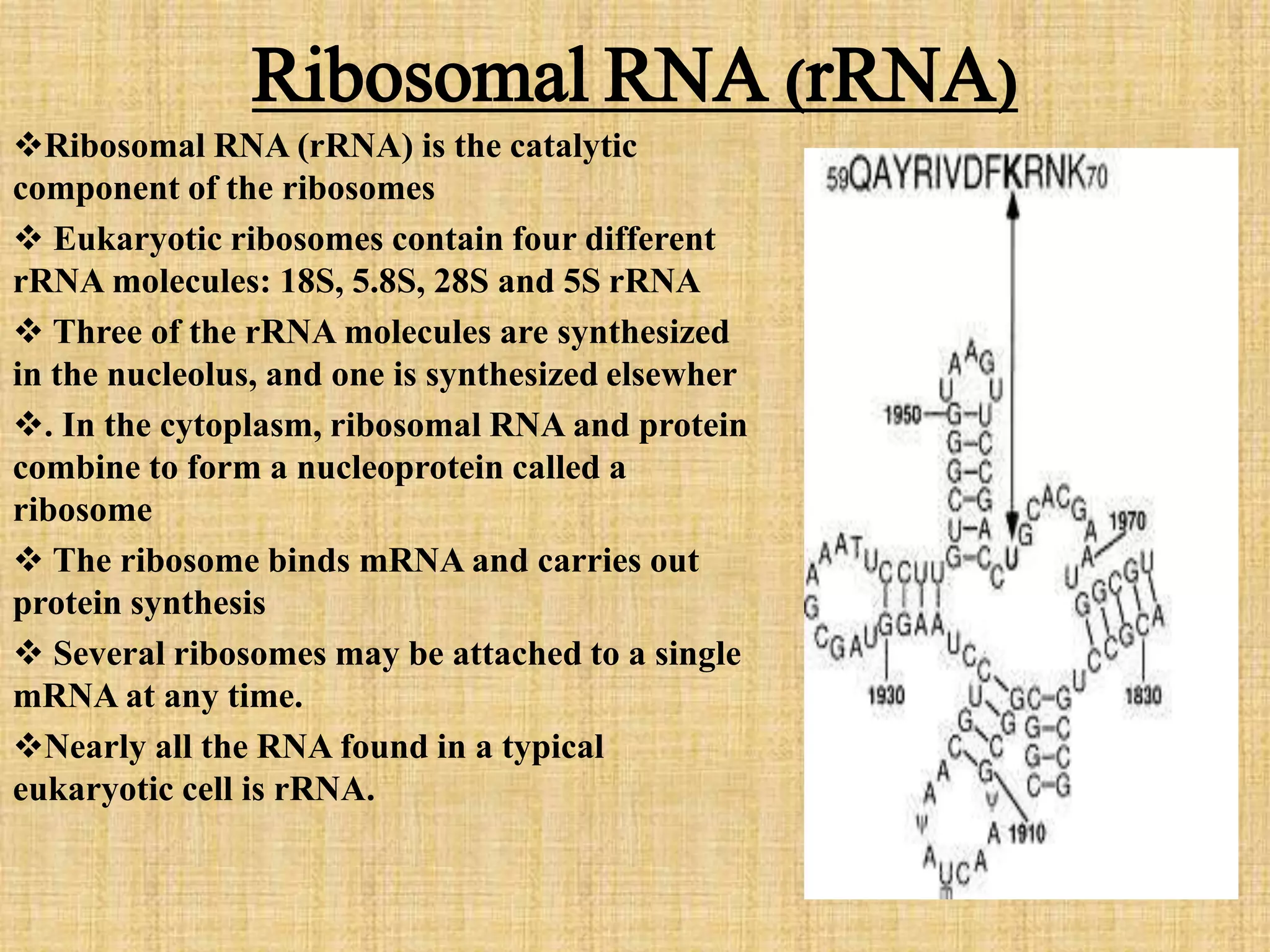 Ribosomal RNA (rRNA) 
Ribosomal RNA (rRNA) is the catalytic 
component of the ribosomes 
 Eukaryotic ribosomes contain four different 
rRNA molecules: 18S, 5.8S, 28S and 5S rRNA 
 Three of the rRNA molecules are synthesized 
in the nucleolus, and one is synthesized elsewher 
. In the cytoplasm, ribosomal RNA and protein 
combine to form a nucleoprotein called a 
ribosome 
 The ribosome binds mRNA and carries out 
protein synthesis 
 Several ribosomes may be attached to a single 
mRNA at any time. 
Nearly all the RNA found in a typical 
eukaryotic cell is rRNA. 
 