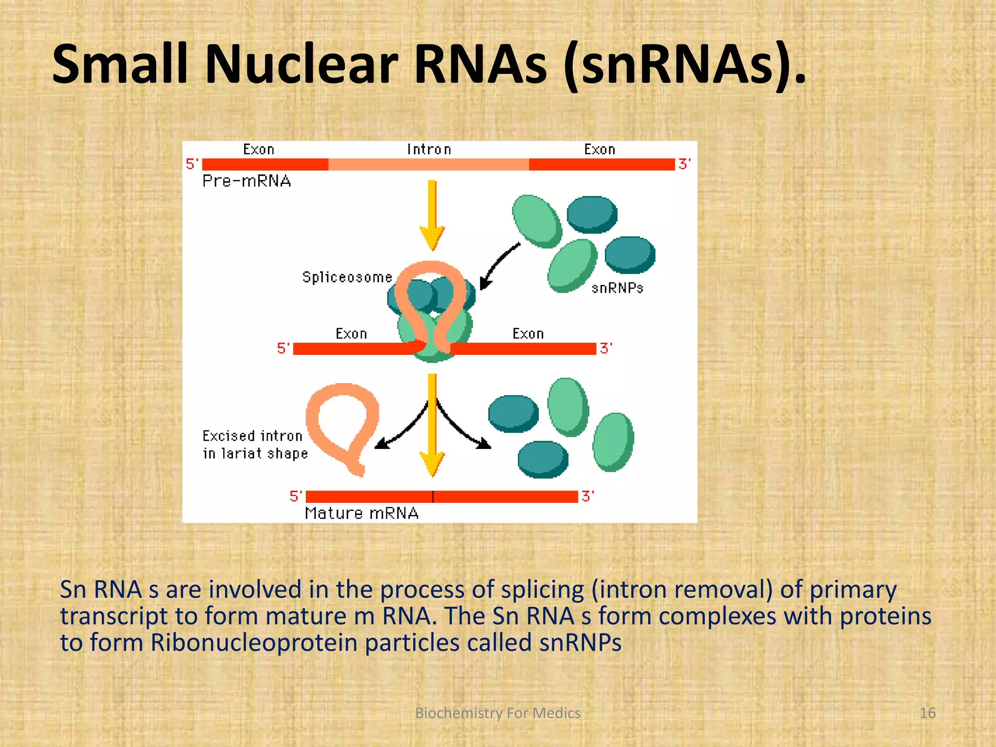 Small Nuclear RNAs (snRNAs). 
Sn RNA s are involved in the process of splicing (intron removal) of primary 
transcript to form mature m RNA. The Sn RNA s form complexes with proteins 
to form Ribonucleoprotein particles called snRNPs 
Biochemistry For Medics 16 
 