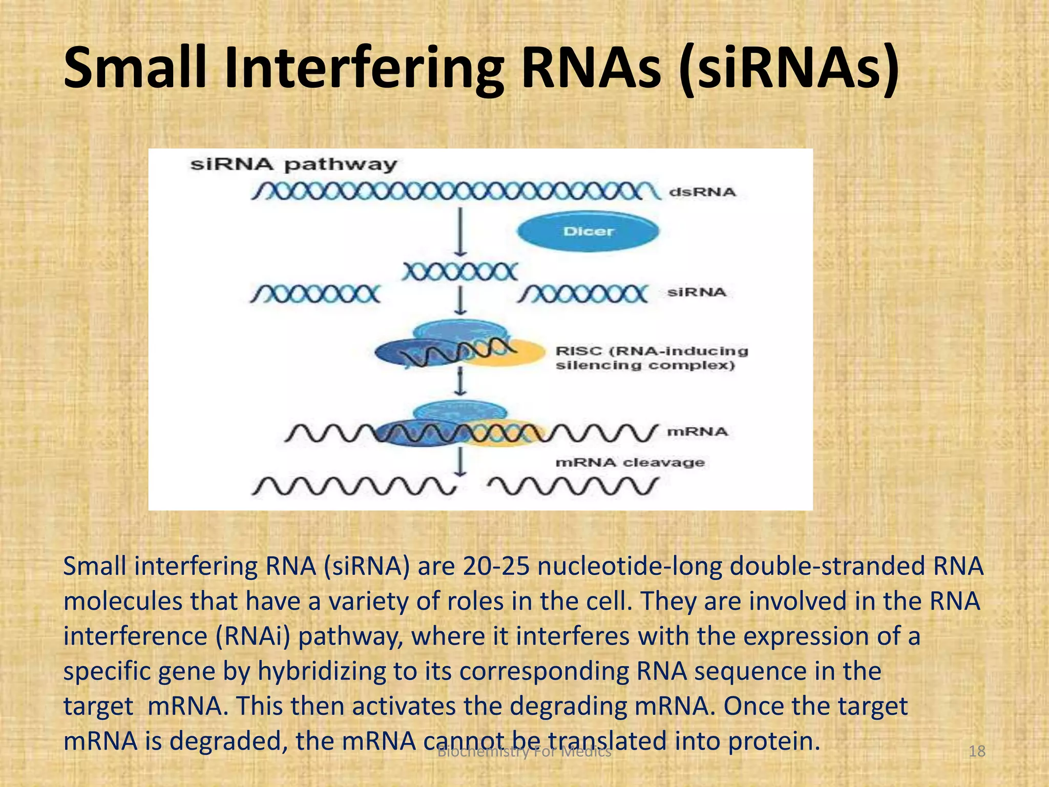 Small Interfering RNAs (siRNAs) 
Small interfering RNA (siRNA) are 20-25 nucleotide-long double-stranded RNA 
molecules that have a variety of roles in the cell. They are involved in the RNA 
interference (RNAi) pathway, where it interferes with the expression of a 
specific gene by hybridizing to its corresponding RNA sequence in the 
target mRNA. This then activates the degrading mRNA. Once the target 
mRNA is degraded, the mRNA cannot be translated into protein. Biochemistry For Medics 18 
 