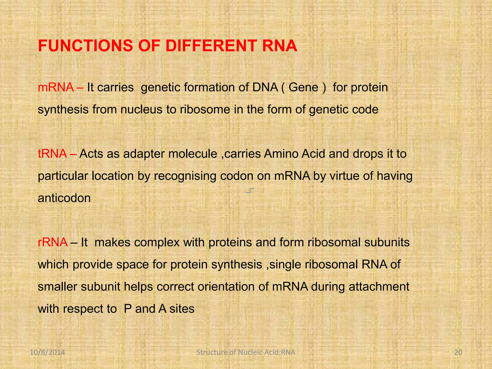 FUNCTIONS OF DIFFERENT RNA 
mRNA – It carries genetic formation of DNA ( Gene ) for protein 
synthesis from nucleus to ribosome in the form of genetic code 
tRNA – Acts as adapter molecule ,carries Amino Acid and drops it to 
particular location by recognising codon on mRNA by virtue of having 
anticodon 
rRNA – It makes complex with proteins and form ribosomal subunits 
which provide space for protein synthesis ,single ribosomal RNA of 
smaller subunit helps correct orientation of mRNA during attachment 
with respect to P and A sites 
10/8/2014 Structure of Nucleic Acid:RNA 20 
 