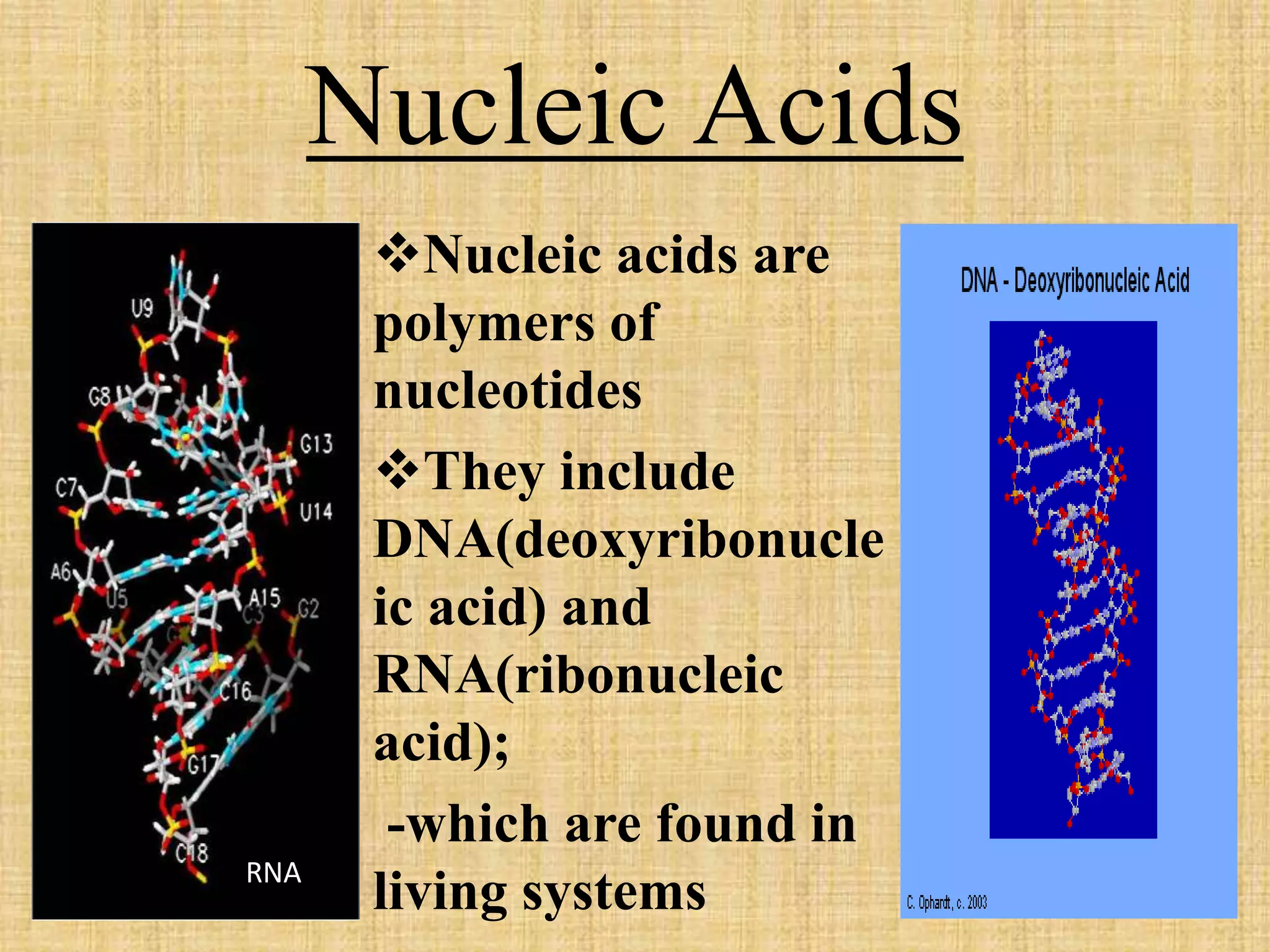 Nucleic Acids 
Nucleic acids are 
polymers of 
nucleotides 
They include 
DNA(deoxyribonucle 
ic acid) and 
RNA(ribonucleic 
acid); 
-which are found in 
living systems RNA 
 