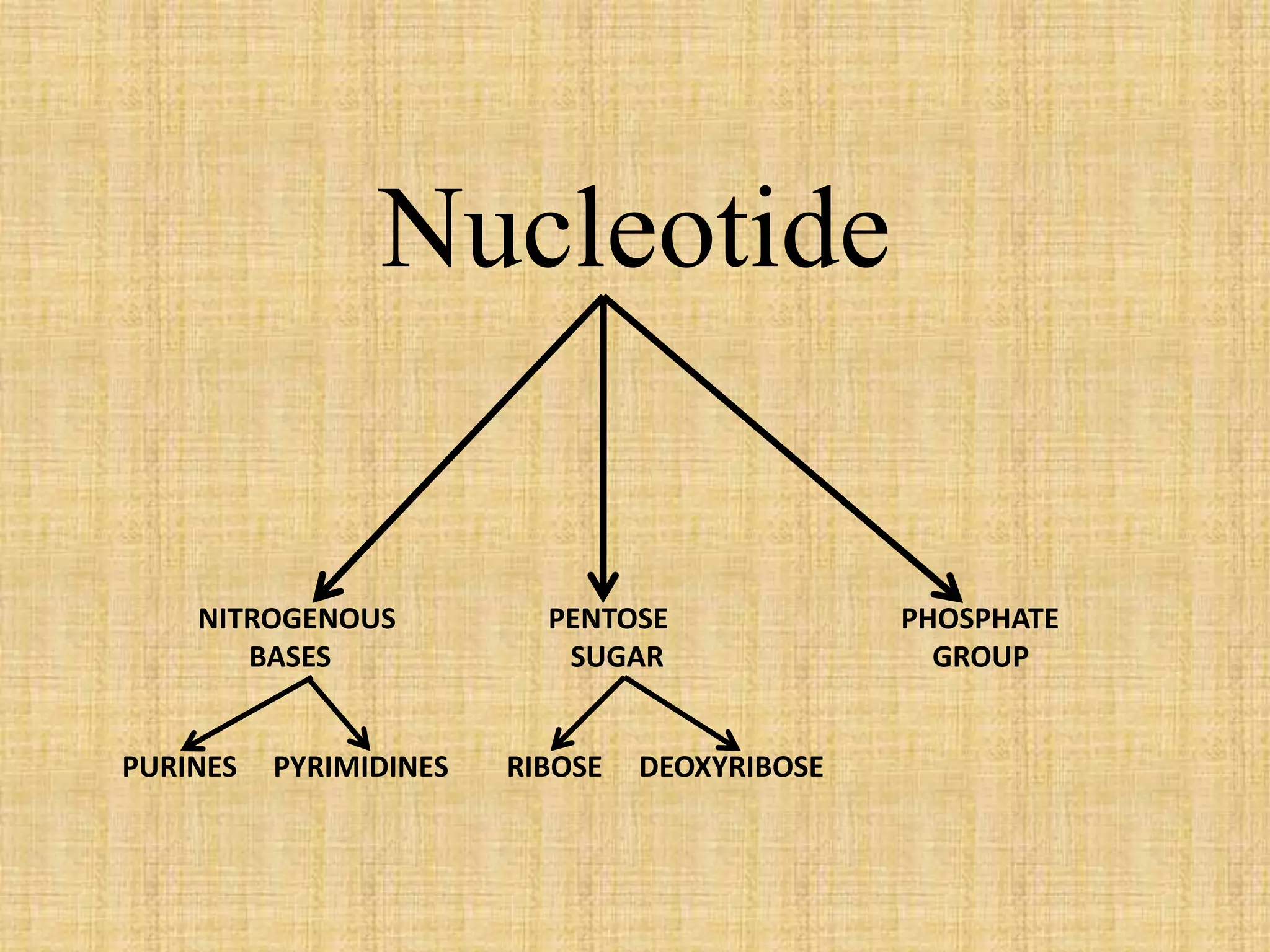 Nucleotide 
NITROGENOUS PENTOSE PHOSPHATE 
BASES SUGAR GROUP 
PURINES PYRIMIDINES RIBOSE DEOXYRIBOSE 
 