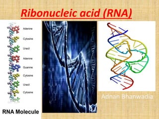 Ribonucleic acid (RNA) 
Adnan Bhanwadia 
 