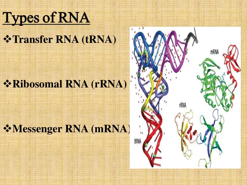 Structure Types And Function Of Rna