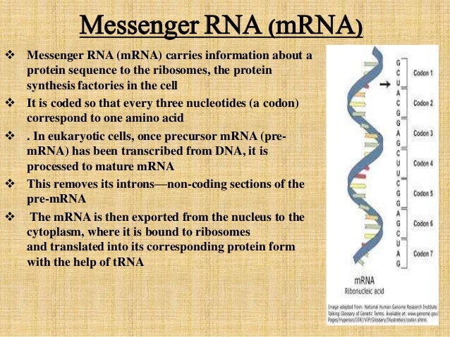 function of mrna function of mrna