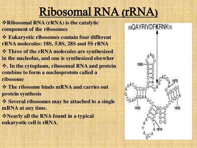 Structure Types And Function Of Rna