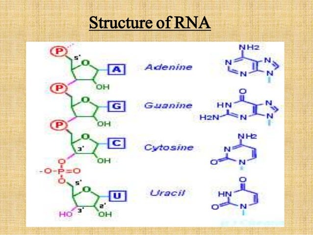 structure types and function of RNA