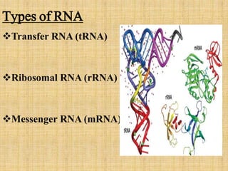 Types of RNA
Transfer RNA (tRNA)
Ribosomal RNA (rRNA)
Messenger RNA (mRNA)
 