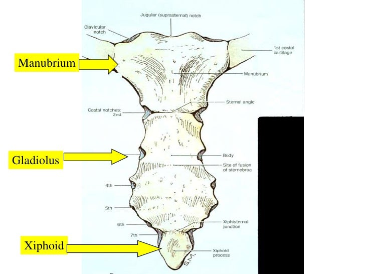 01 A First Look At Anatomy 2009