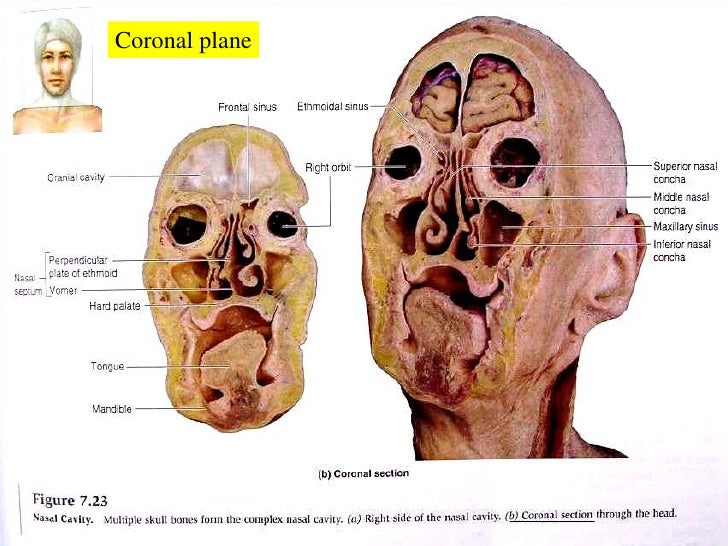 anatomy of the human body nose anatomy of the human body nose