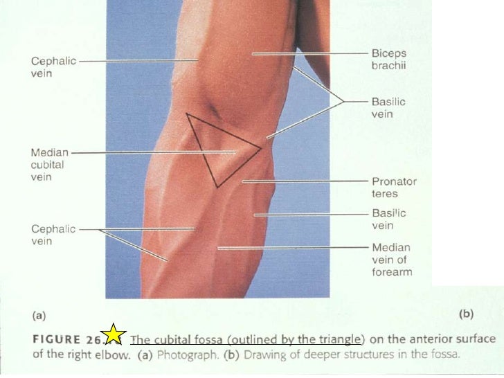 01 A First Look At Anatomy 2009
