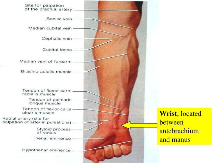 antebrachium