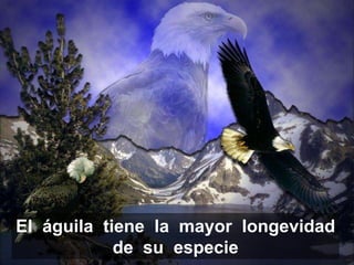 El águila tiene la mayor longevidad
            de su especie
 